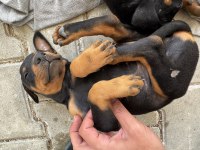 25 Nisan Doğumlu Doberman Yavruları
