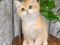 Manken Gibi Golden British Shorthair