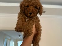 Toy Poodle Köpeğimiz