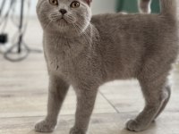 British Shorthair Mama Karşılığı Sahiplendirme
