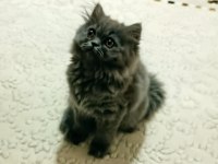 5 aylık dişi yavru british longhair