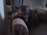 Yakışıklı scottish fold oğluma aynı ırktan eş arıyorum
