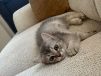 Silver Tabby British Shorthair Yavru – Uysal ve Oyuncu