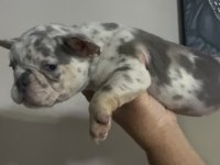 French bulldog lilac merle tan isabella carrier