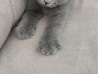 Sevimli gri scottish fold yavru