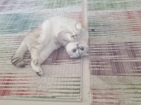 SEVGİ DOLU YUVASINI ARIYOR ERKEK CİNS KEDİMİZ