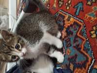 4 yavru 1 anne acil sahiplendirme tekir