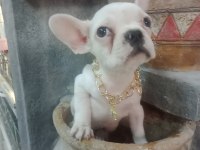 French bulldog köpeğimiz
