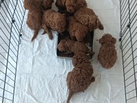 POODLE ERKEK DİŞİ BEBEKLER