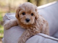 Maltipoo Minik Köpekler