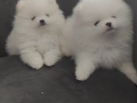 Pomeranian boo yavrularımız