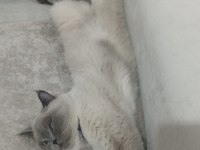 British shorthair blue point kedi sahiplendirilecektir