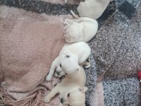 Şivava minnoşlar yuva arıyorlar