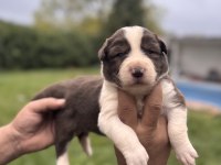 En Zeki ırk Border Collie