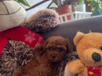 Siboşun poodle bebekleri