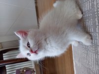British longhair erkek yavrum