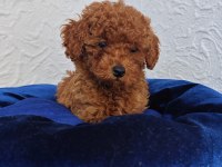 ŞİRİN KALİTELİ ORJİNAL TOY POODLE YAVRULAR