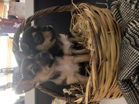 41 günlük dişi pinscher yavrular