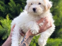 Bebeks Maltese Terrier