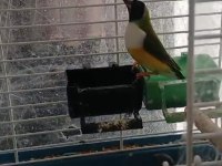 2024 ve 2025 çok bakımlı golden finch