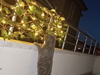 8 aylık uysal eğitimleri aşısı tam scottish fold