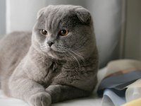 Scottish fold kızımıza yuva