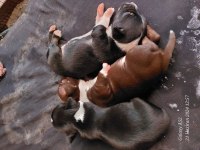 Şivava köpeğimizi sahiplendirme