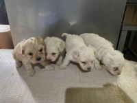 Orijinal Maltipoo Yavrularımız Irk Sağlık Garantili
