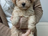 Mükemmel kalite maltipoo yavrular