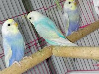 Forpus House farkıyla Bebek Rainbow muhabbet kuşları