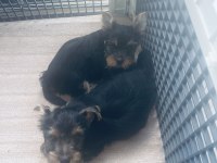 Safkan 2 minik erkek yorkshire terrier