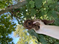 Üst kalite toy Poodle bebekler