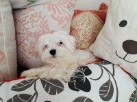 Erkek maltese yavrum