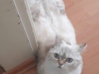 British shorthair silver sahiplendirilecektir