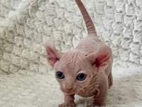 Erkek dwelf sphynx