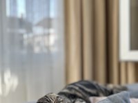 Scottish fold