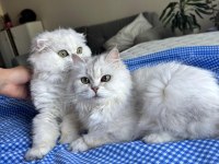 Kediler İyi Bakabilecek Bir Aileye Ücretsiz Verilecektir