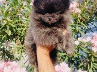 Siyah inci pomeranian yavruları