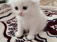 Tatlı Kedim Olgam