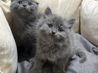 Scottish fold ve british bebekler