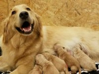 Golden Retriever Yavrular İstenirse Kapınıza Teslim