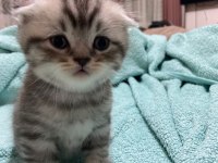 30 gunluk scottish fold erkek