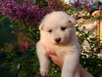 Bir birinden güzel samoyed yavruları