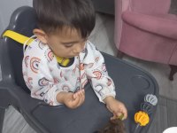 Ginepig yavrumuz satılıktır