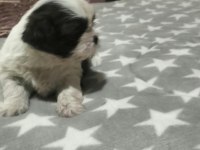 Shih tzu (şitzu) bebekler