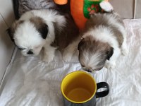Shih tzu ev bebekleri