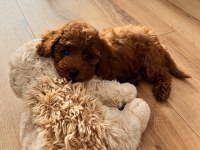 Dişi toy poodle sahiplendirme (ücretli)