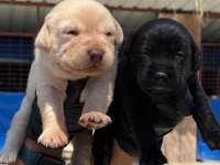 Labrador siyah renk bebekler hazır