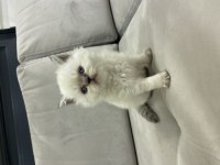 Blue point beyaz british longhair