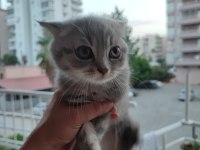 British shorthair kedimiz